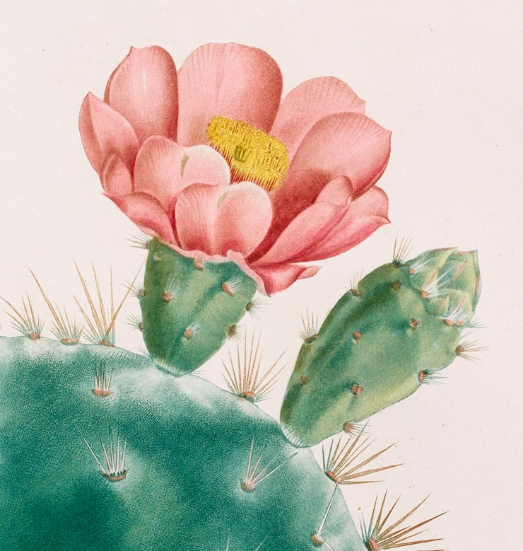 Cactus Cochenillifer Poster Cactus Cochenillifer Poster